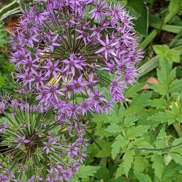 Allium nigrum Flower