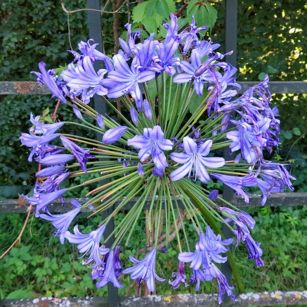 Agapanthus africanus പുഷ്പം