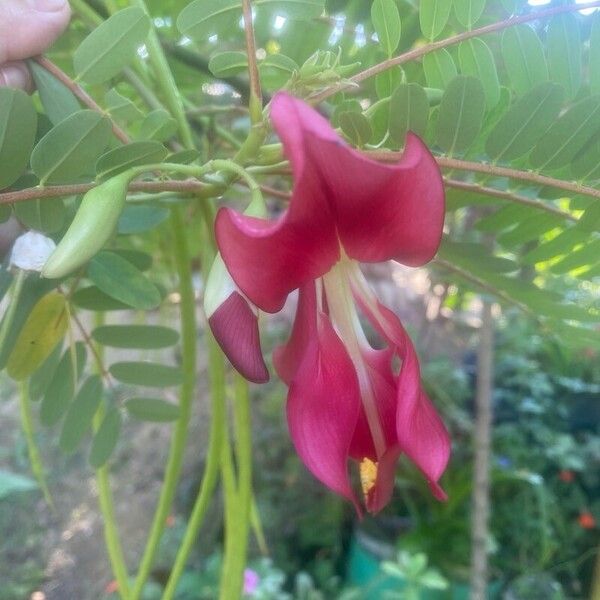 Sesbania grandiflora Žiedas