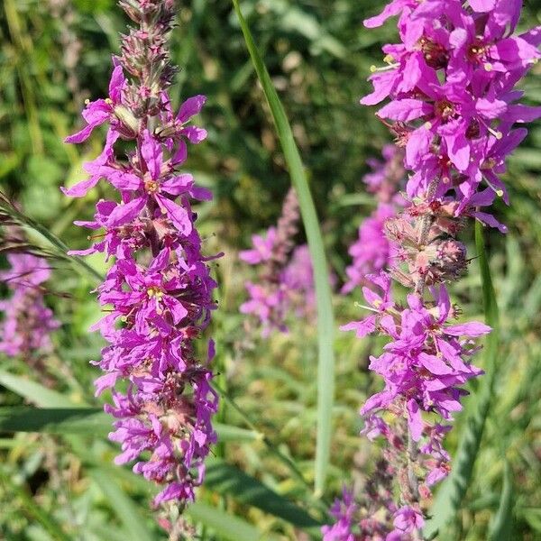 Lythrum salicaria 花