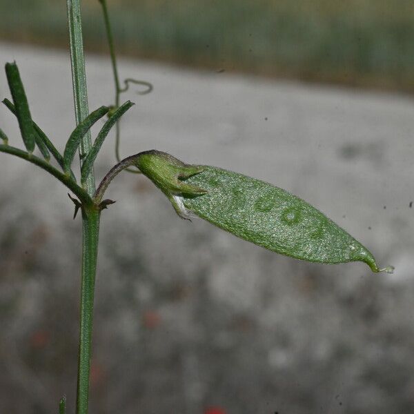 Vicia peregrina Froito