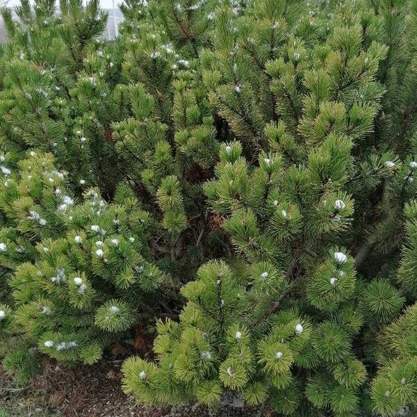 Pinus mugo Агульны выгляд