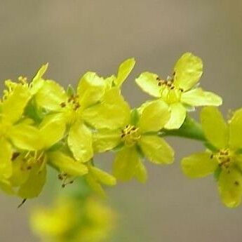 Agrimonia pilosa Flower