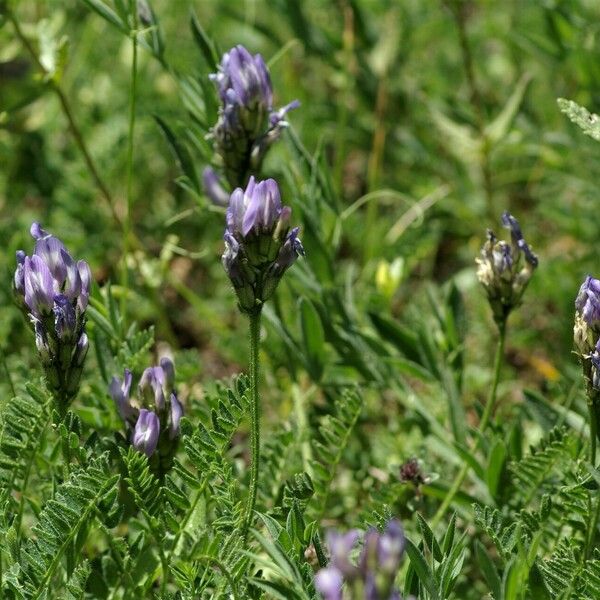 Astragalus danicus Blüte