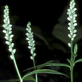 Polygala senega Flower