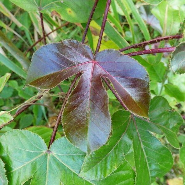 Jatropha gossypiifolia Leaf