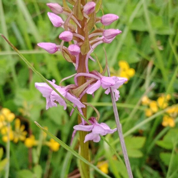 Gymnadenia conopsea Blomst