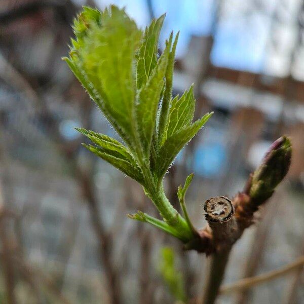 Sambucus canadensis Φύλλο