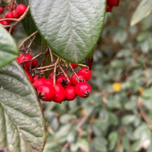 Cotoneaster frigidus Vaisius