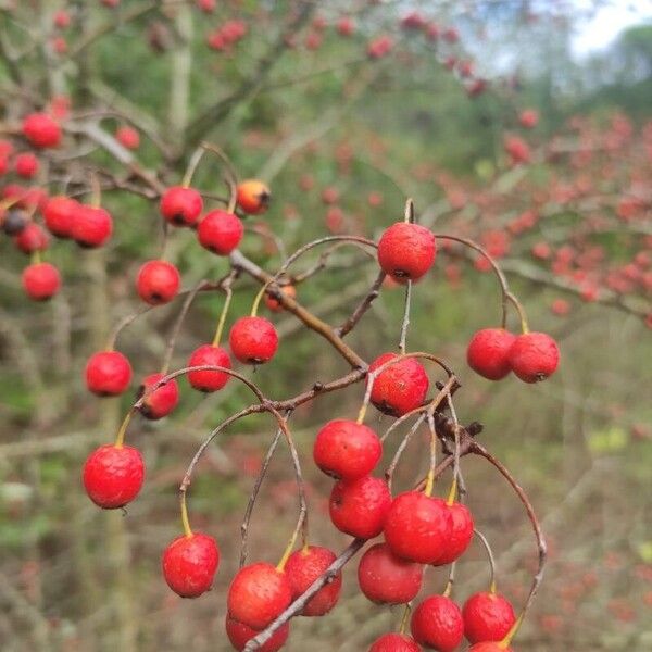 Crataegus azarolus Vaisius