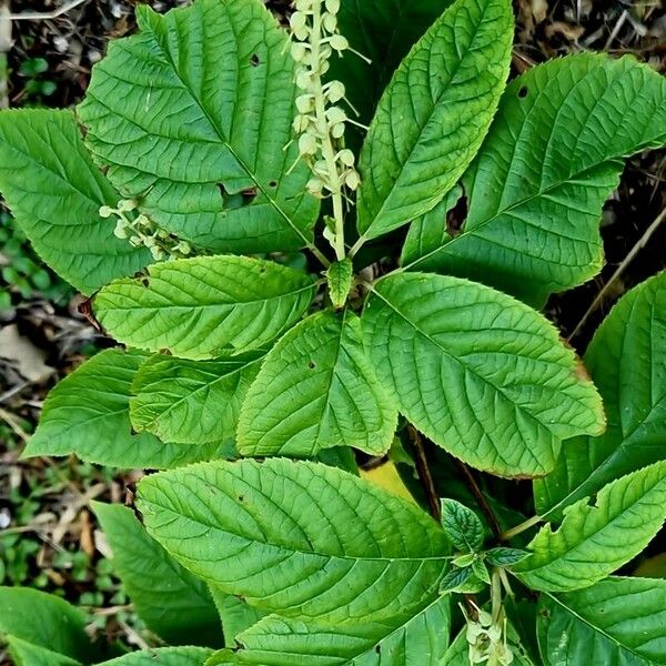 Clethra alnifolia Ліст