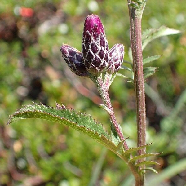 Serratula tinctoria Meyve