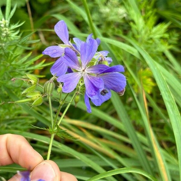 Geranium pratense Flower