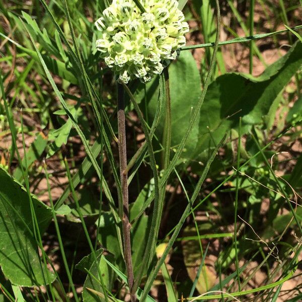 Asclepias stenophylla Blüte