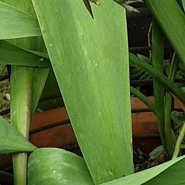 Tulipa gesneriana Blad