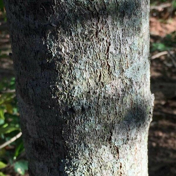 Garcinia livingstonei Casca
