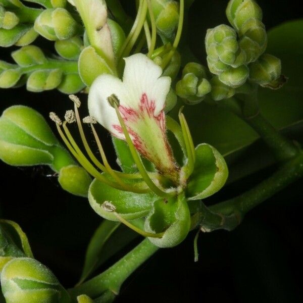 Afzelia africana 花