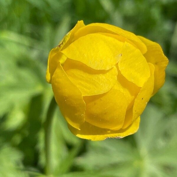 Trollius europaeus Çiçek