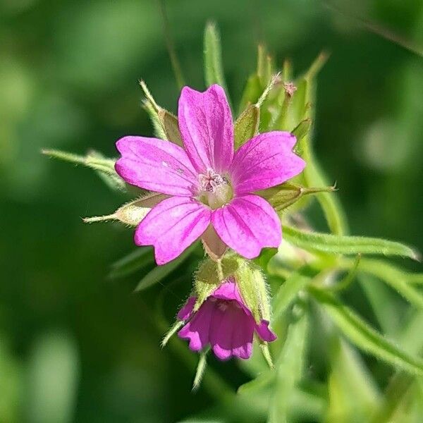 Geranium dissectum Flower