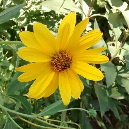 Helianthus tuberosus Flor