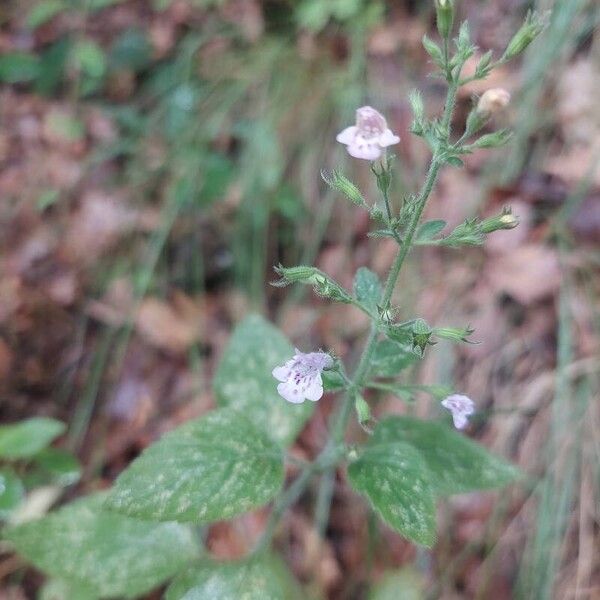 Clinopodium nepeta Flower