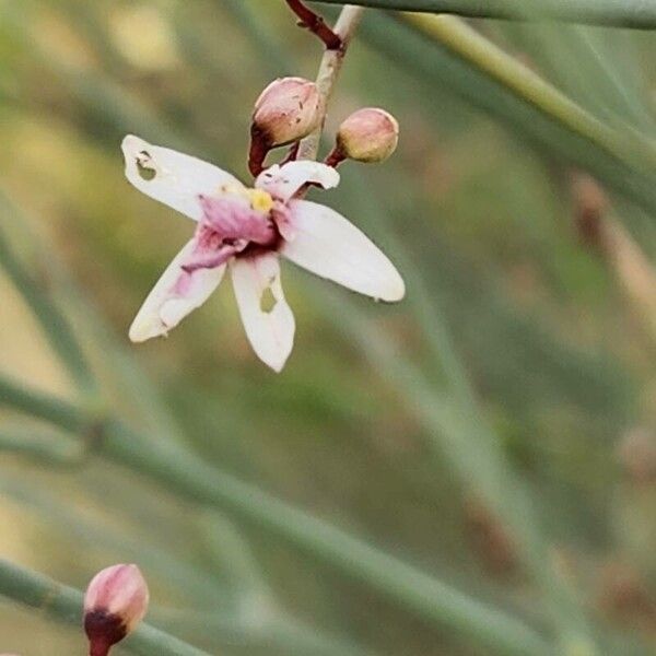 Moringa peregrina Flor