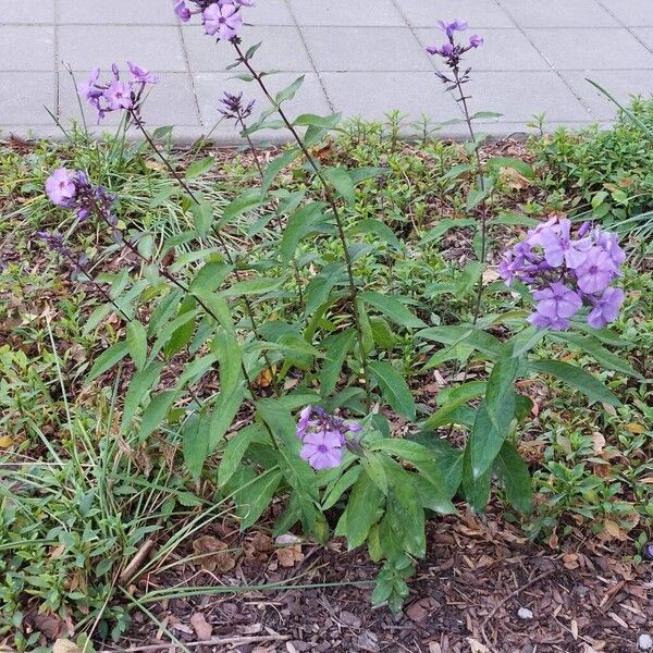 Phlox paniculata Habitat