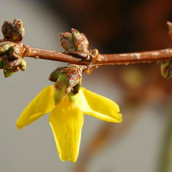 Forsythia suspensa Kabuk