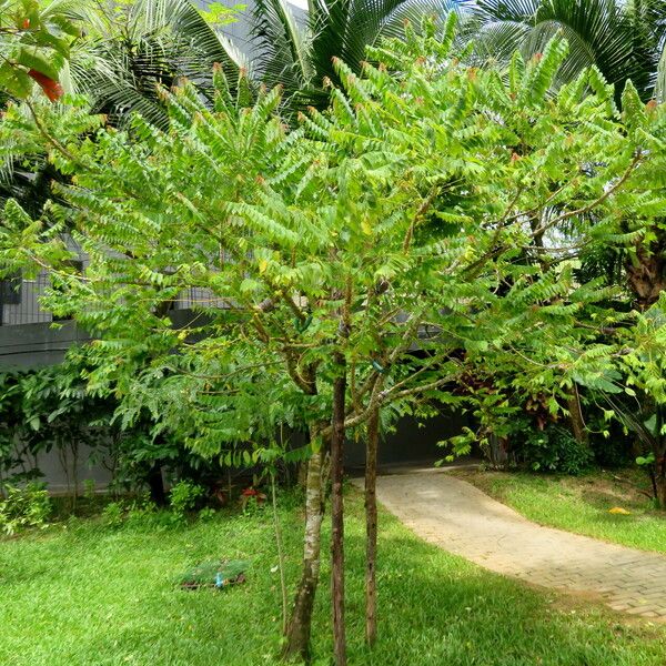 Phyllanthus acidus Habit