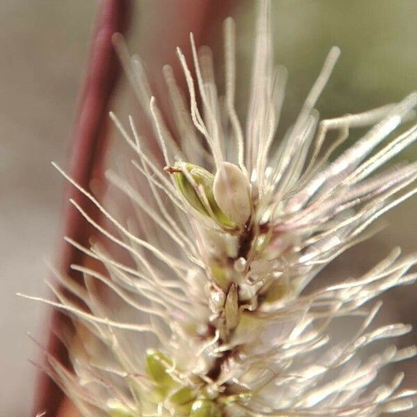 Setaria viridis ফল