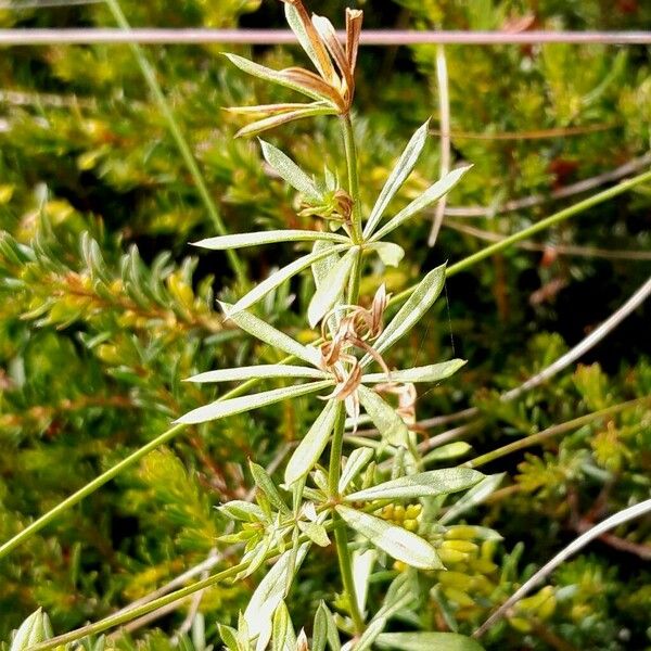 Galium anisophyllon Frunză