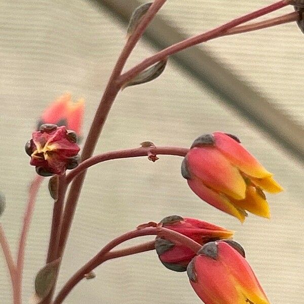 Echeveria purpusiorum പുഷ്പം