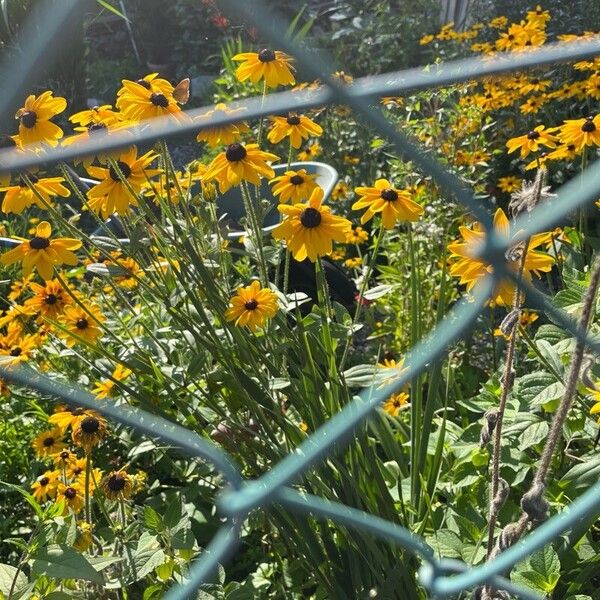 Rudbeckia fulgida Flor