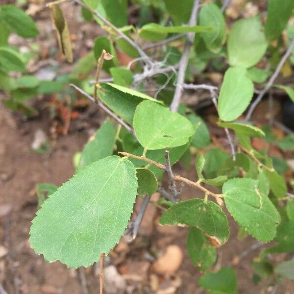 Grewia flavescens Folla