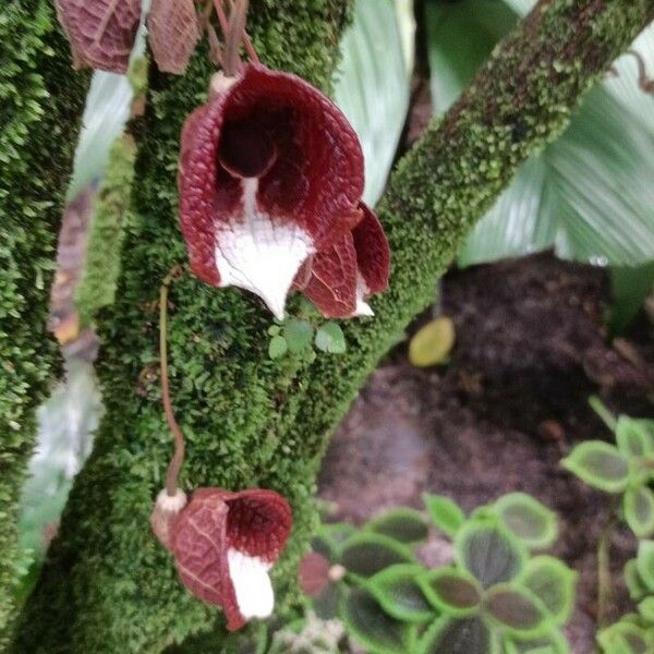 Aristolochia arborea 花