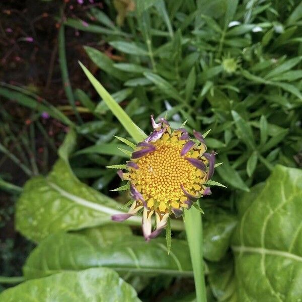 Gazania linearis Flor