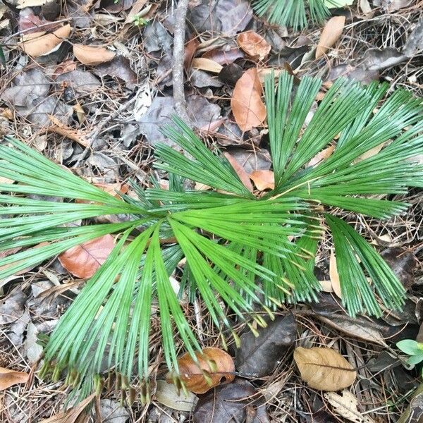 Schizaea dichotoma Leaf