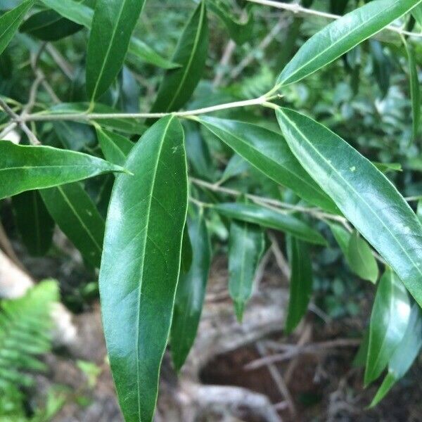 Olea lancea Blad