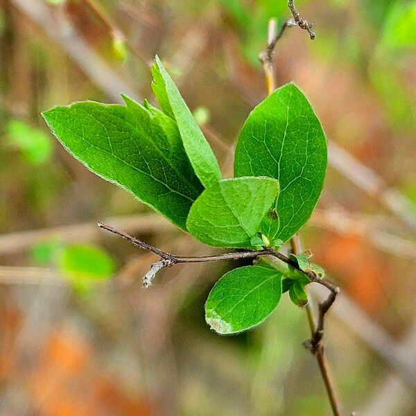 Spiraea prunifolia Leaf