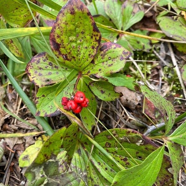 Cornus canadensis Fruit