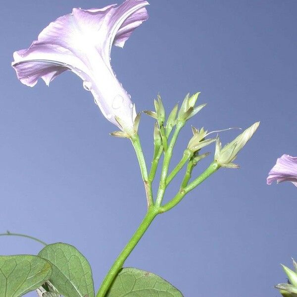 Ipomoea tiliacea autre