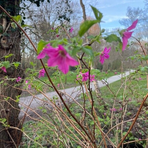 Rubus spectabilis Blomst