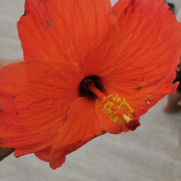 Hibiscus rosa-sinensis Flower