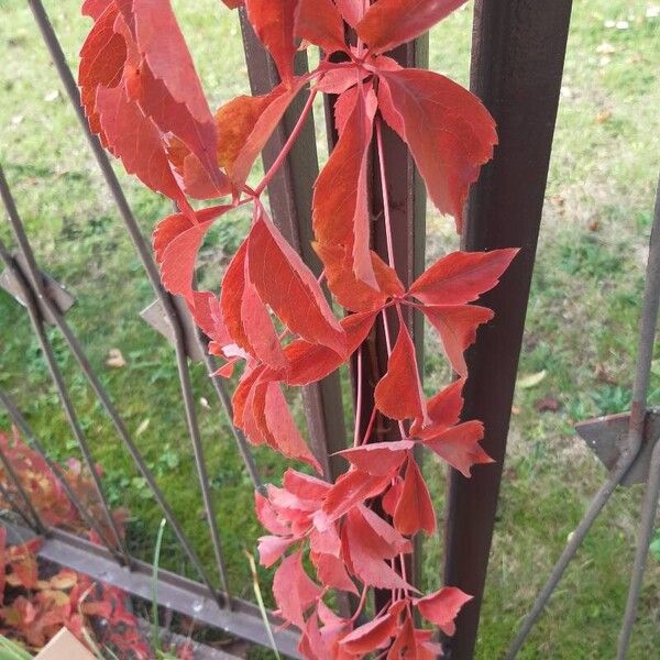 Parthenocissus inserta Hostoa