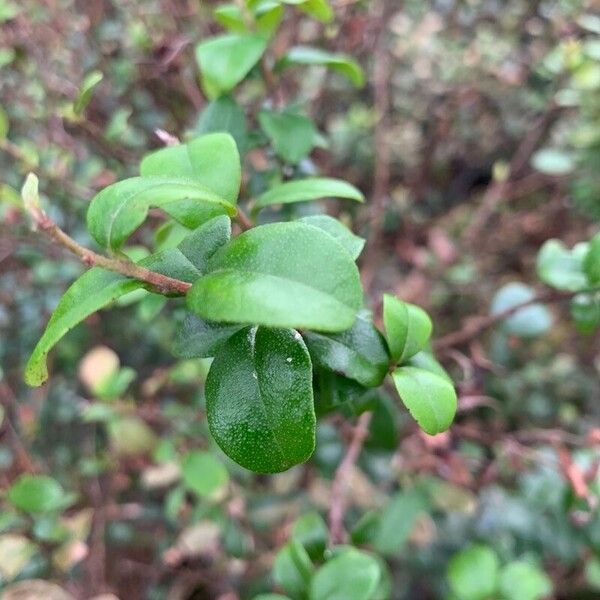 Myrcianthes fragrans Blad