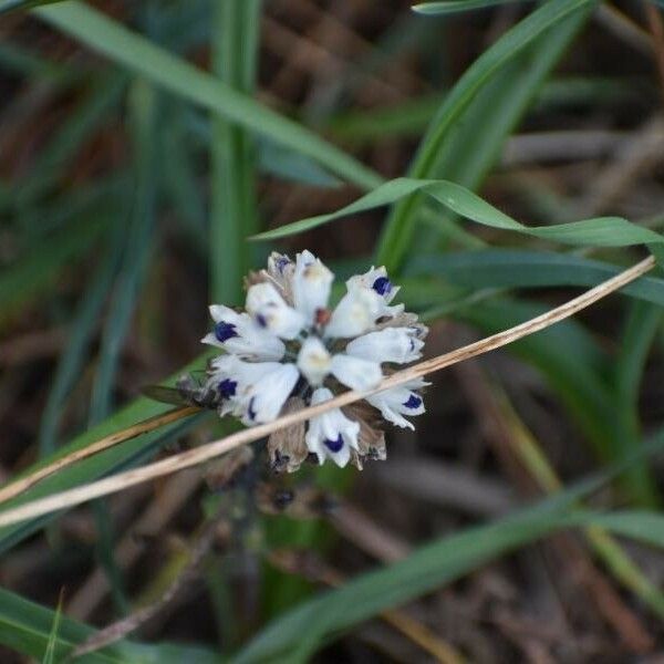 Bellevalia romana 花