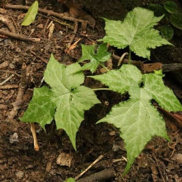 Dorstenia contrajerva Hoja