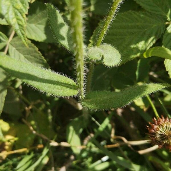 Gaillardia aristata Blad