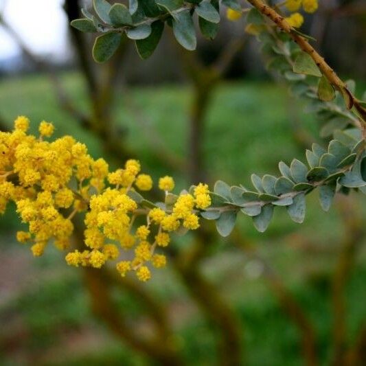 Acacia cultriformis Kukka