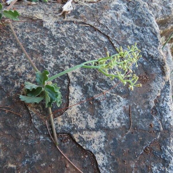 Cyphostemma digitatum Blomma